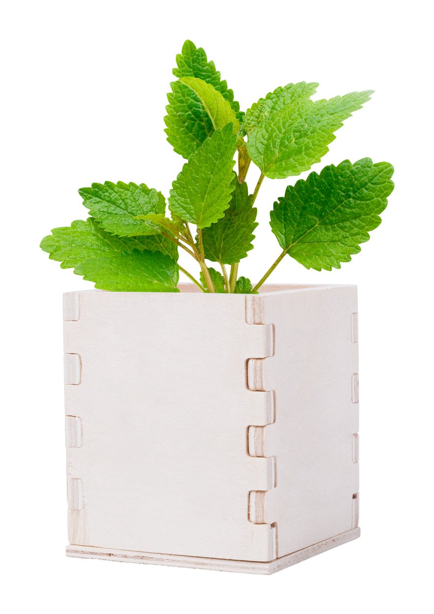 Merin mint herb pot