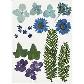 Pressed Flowers and leaves