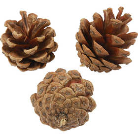 Pine Cones