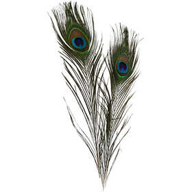 Peacock feathers