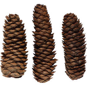 Abies Cone