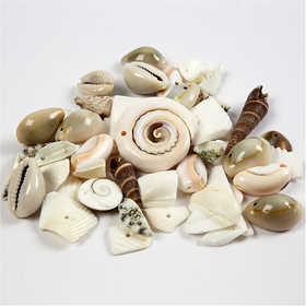 Beach Shells