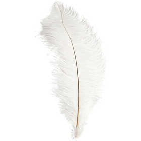 Ostrich feathers