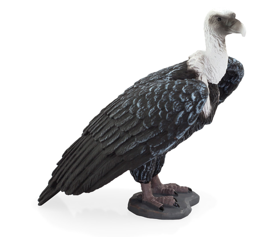 Griffon Vulture