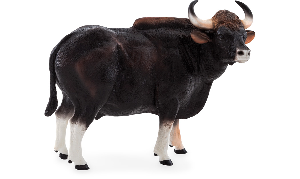 Gaur Bull