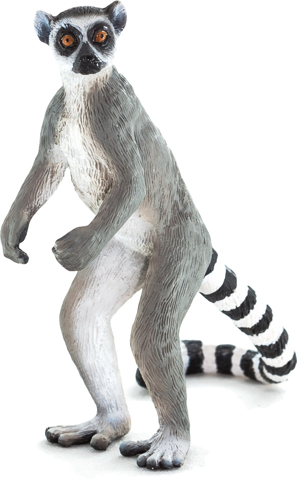 Ringtail Lemur